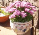Pokojov� rostliny: Poloke�e > Chryzantema, listopadka (Chryzanthemum)