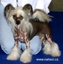 Ps� plemena: Spole�ensk� plemena a toy > ��nsk� chocholat� pes (Chinese Crested Dog)