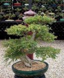 :  > ��nsk� jilm (Ulmus parvifolia)