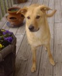 :  > �inuk (Chinook)