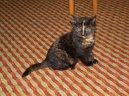 Ko�ky: Veterin�rn� poradna > Co d�lat, kdy� ko�ka nebo jin� zv��e poran� (Injuries)