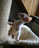 Ko�ky: Aktivn� > Cornish Rex