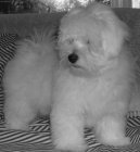 Ps� plemena:  > Coton de Tulear
