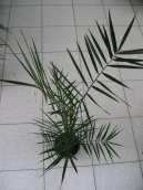 Pokojov� rostliny:  > Datlov� palma, finik, datlovn�k (Phoenix canariensis)