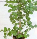 Pokojov� rostliny: Fikusy > Fikus deltodea (Ficus deltoidea)