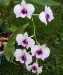 Pokojov� rostliny:  > Dendrobium (Dendrobium aphrodite)