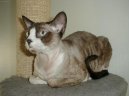 Ko�ky: Aktivn� > Devon-rex (Devon Rex Cat)