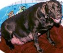 Ps� plemena:  > Diagnostika gravidity u feny (Pregnant dog)