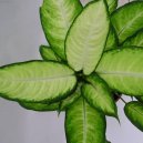 Pokojov� rostliny:  > Dieffenbachie mramornatka (Dieffenbachia amoena)