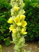 Pokojov� rostliny:  > Divizna Velkokv�t�, Divizna S�povit� (Verbascum thapsiforme Schrad., Verbascum phlomoides L)