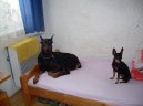 Ps� plemena:  > Dobrman (Dobermann, Doberman)