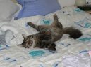 :  > Dom�c� ko�ky (Caring for the old cat)