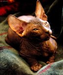 Ko�ky: Klidn� > Donsk� sphynx (Don Sphynx Cat)