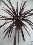 Dra�inka, kordyline