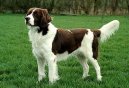 Ps� plemena: Oha�i > Drentse Patrijshond (Drentse Patrijshond, Drentse Partridge Dog)