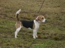 Ps� plemena:  > Dunker (Dunker, Norwegian Hound)