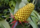 �chmea
