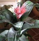 :  > �chmea (Aechmea)