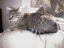 :  > Egyptsk� mau (Egyptian mau)