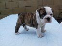Ps� plemena: St�edn� > Anglick� buldok (English Bulldog)