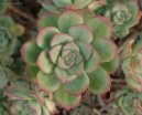 Pokojov� rostliny:  > Eonium drobnolist� (Aeonium)