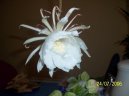 Pokojov� rostliny:  > Epifillum, fylokaktus (Epiphyllum)