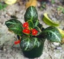 Pokojov� rostliny:  > Episcia