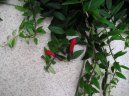 Pokojov� rostliny:  > Eschynantus (Aeschynanthus)