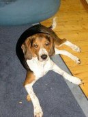 Ps� plemena:  > Estonsk� loveck� pes (Estonian Hound)