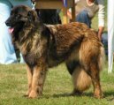Ps� plemena:  > Estrelsk� pasteveck� pes (Estrela Mountain Dog)