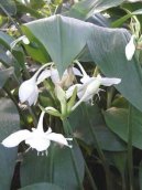 Eucharis, l�benka