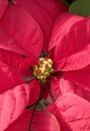 Pry�ec n�dhern�, v�no�n� hv�zda, poinsetie