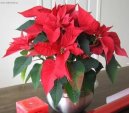 Pry�ec n�dhern�, v�no�n� hv�zda, poinsetie