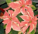 :  > Pry�ec n�dhern�, v�no�n� hv�zda, poinsetie (Euphorbia pulcherrima)