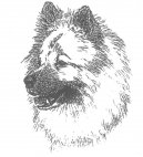Ps� plemena:  > Eurasier