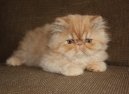 Ko�ky: Klidn� > Exotick� dlouhosrst� ko�ka (Exotic Longhair Cat)