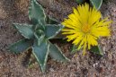 :  > Fauk�rie, (Faucaria tigrina)