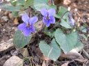 Fialka (violka) Vonn�