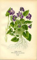 :  > Fialka (violka) Vonn� (Viola odorata L)