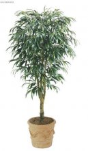 Pokojov� rostliny: Fikusy > Fikus Ali (Ficus Alii)