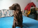 Ps� plemena:  > Flat Coated Retriever