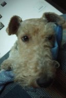 Fotky: Foxterier drsnosrst� (foto, obrazky)