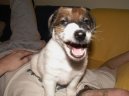 Ps� plemena:  > Foxteri�r hladkosrst� (Fox Terrier Smooth)