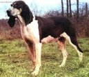 Ps� plemena:  > Velk� francouzsko-anglick� b�lo-�ern� honi� (Great Anglo-French White and Black Hound)