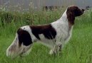 Ps� plemena: Oha�i > Francouzsk� dlouhosrst� oha� (French spaniel)