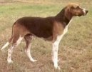 :  > Francouzsk� trikolorn� honi� (French Tricolour Hound)