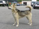Ps� plemena:  > Gr�nsk� pes (Greenland Dog)