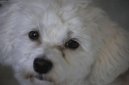 Ps� plemena:  > Havansk� ps�k, Havansk� bi�onek (Bichon Havanais, Havanese)