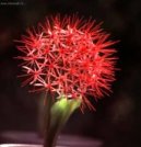 Hemantus, krvokv�t, slon� ucho