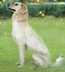 Ps� plemena:  > Himal�jsk� ov��k (Himalayan Sheepdog)